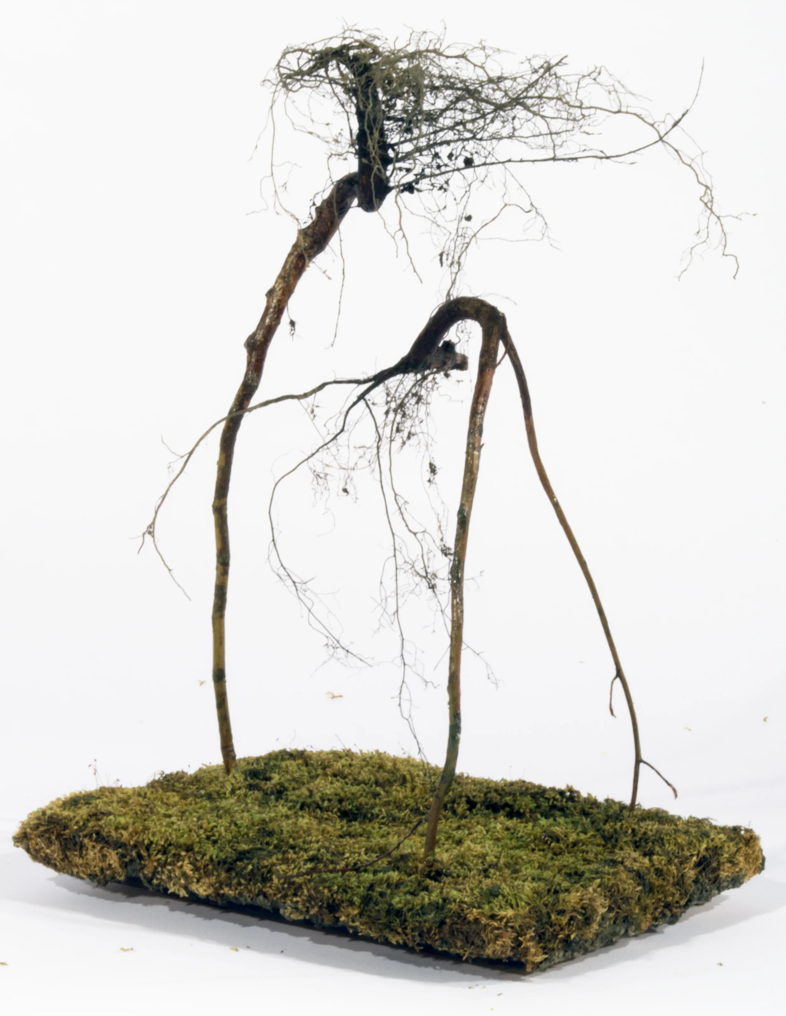 rootsページ Roots — Helene Brandt